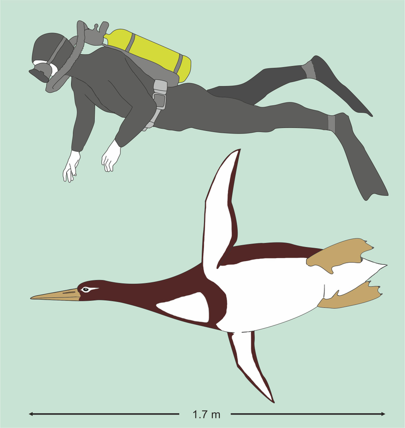Caption: Artistic reconstruction of Kumimanu biceae in size comparison to a human diver. Credit: Reconstruction by G. Mayr/Senckenberg Research Institute